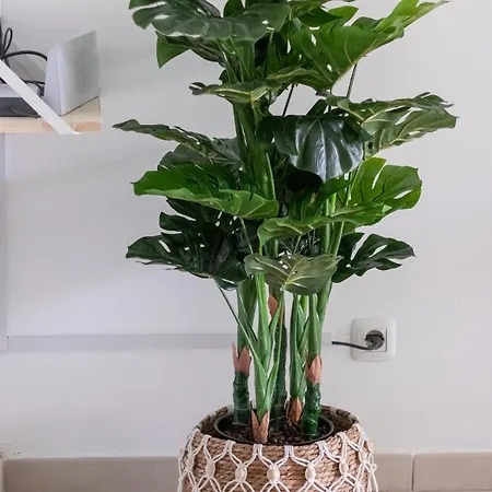 Atlantic Garden & Surf 164 Corralejo